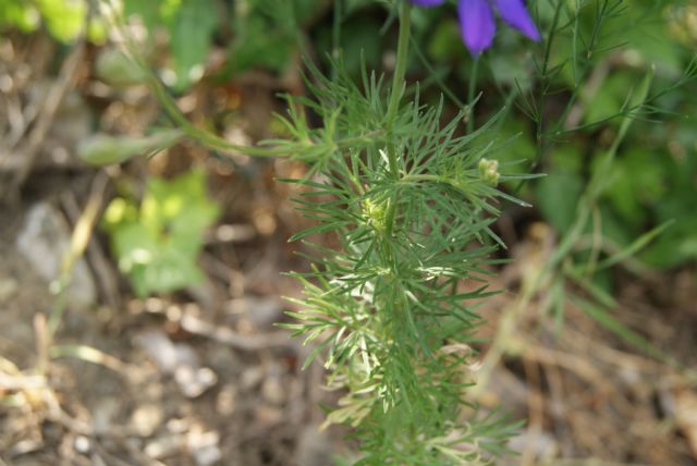 fiori azzurro viola - Delphinium ajacis